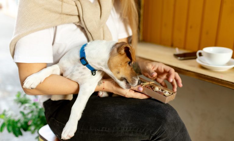 Een kleine hond zit op schoot bij een persoon en probeert nieuwsgierig aan een doosje bonbons of snacks te snuffelen, terwijl er een kopje koffie op tafel staat.