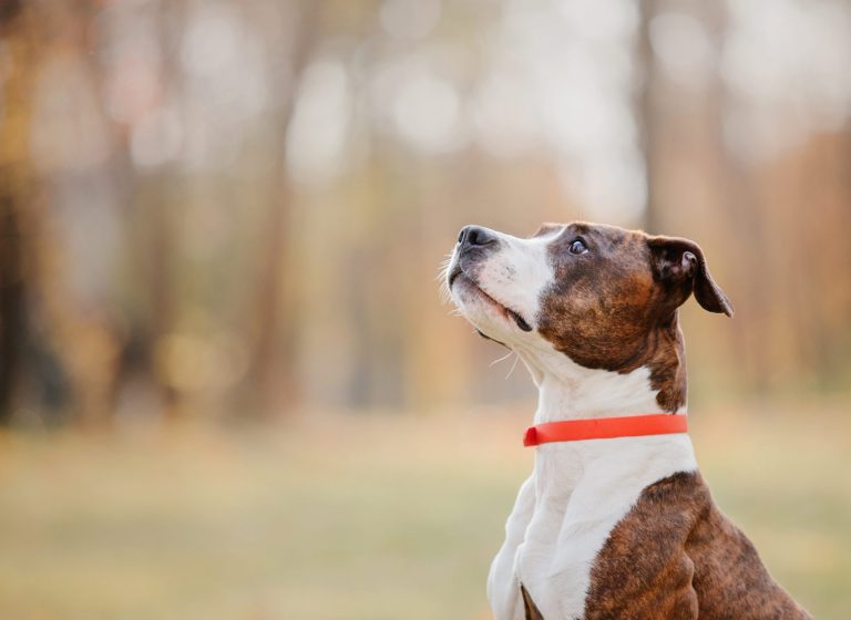 Een bruin-witte hond met een rode halsband kijkt omhoog terwijl hij buiten zit in een parkachtige omgeving met een wazige achtergrond.