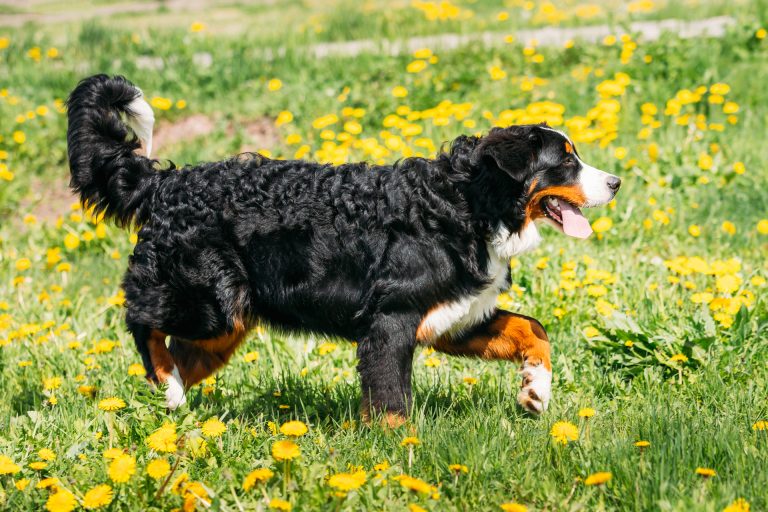 Een grote, langharige hond loopt door een veld vol gele bloemen op een zonnige dag, met zijn tong uit en staart omhoog.