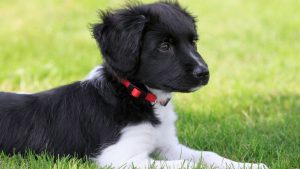 Een Friese stabij pup PetSecur