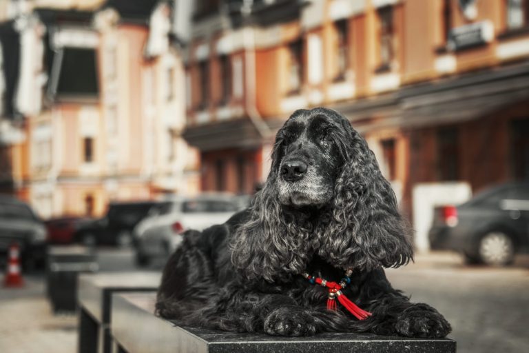 Een zwarte hond met lange, golvende vacht ligt op een stenen rand in een stedelijke omgeving met gebouwen en geparkeerde auto’s op de achtergrond.