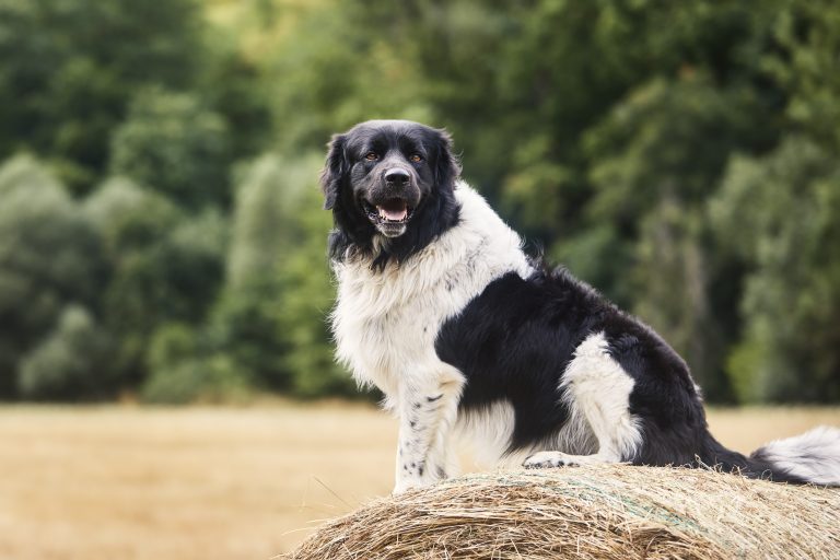Een zwart-witte hond zit op een hooibaal in een open veld met bomen op de achtergrond.