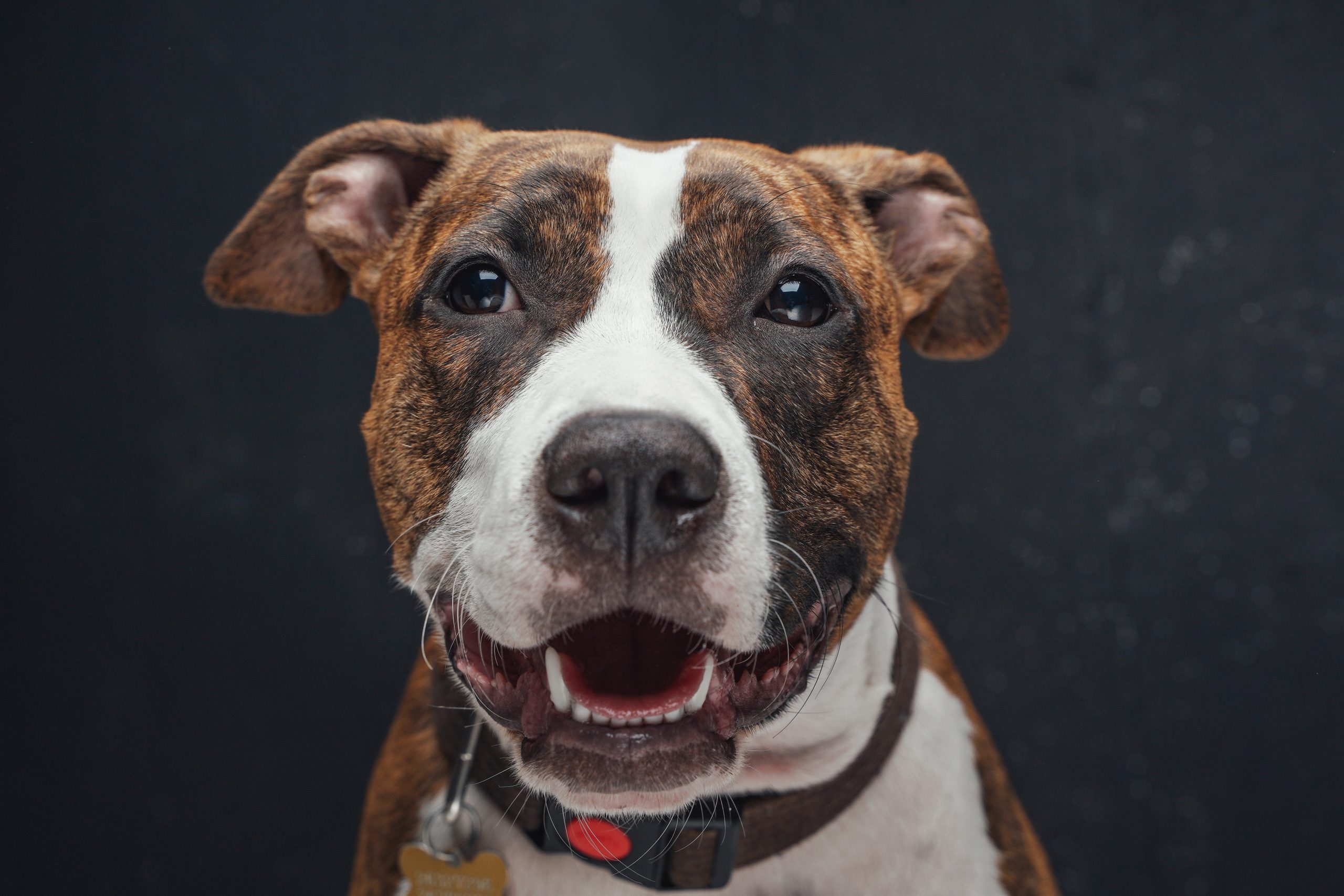 Joyful staffordshire terrier dog posing against dark background