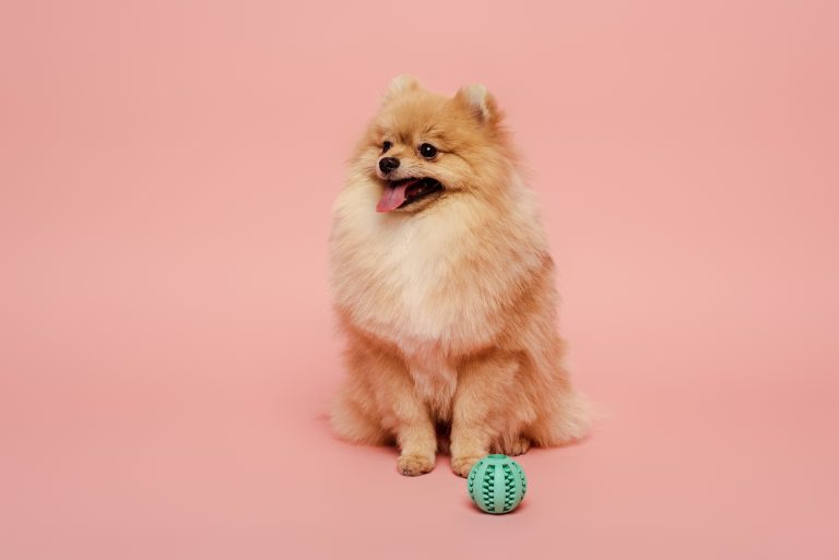 Een kleine, pluizige hond zit op een roze achtergrond met een groene bal voor zich, terwijl hij met open bek en uitgestoken tong opzij kijkt.