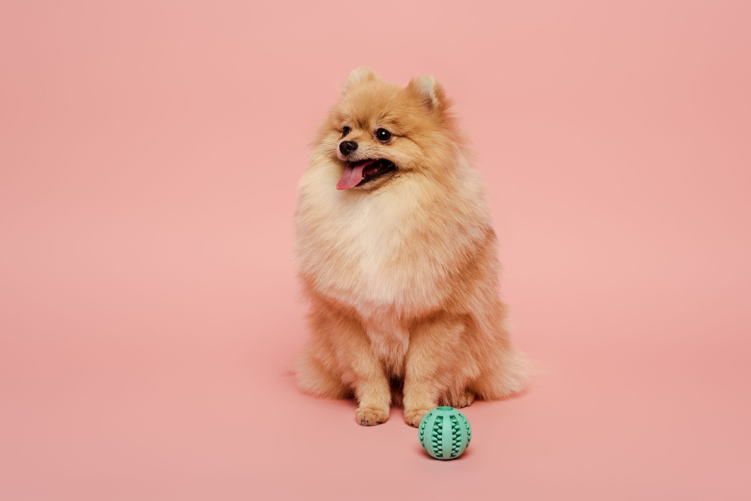Een kleine, pluizige hond zit op een roze achtergrond met een groene bal voor zich, terwijl hij met open bek en uitgestoken tong opzij kijkt.