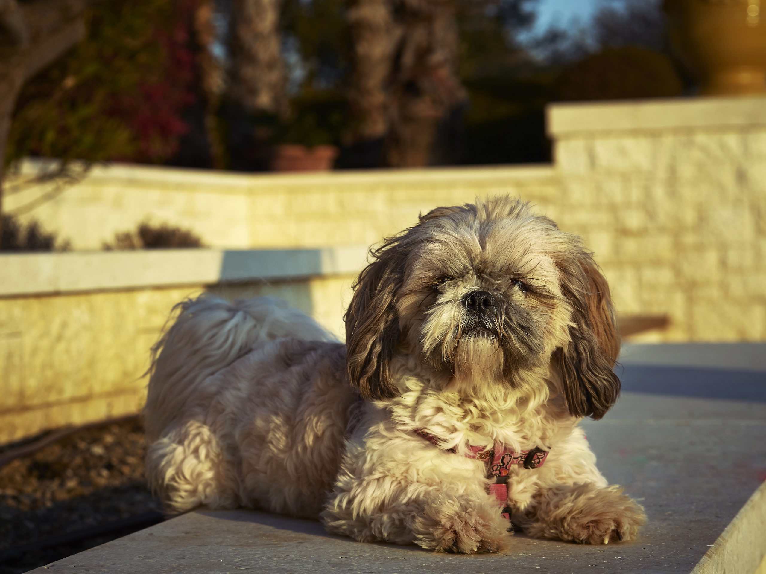 Een kleine, langharige hond ligt ontspannen buiten in de zon op een stenen oppervlak, met een rustige tuin op de achtergrond.