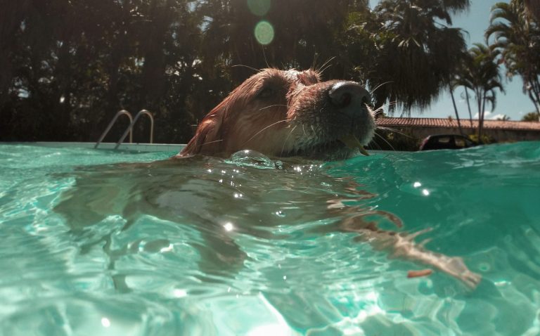 Een hond zwemt in een helderblauw zwembad op een zonnige dag, omringd door palmbomen en een rustig buitengebied.