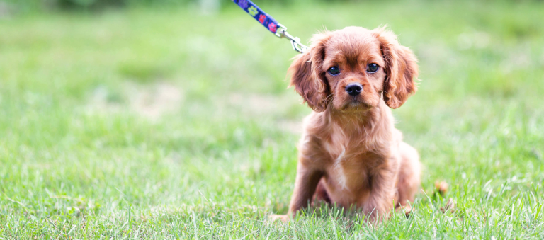 Een jonge bruine pup zit aan een riem op het gras en kijkt met een lieve, nieuwsgierige blik in de camera.