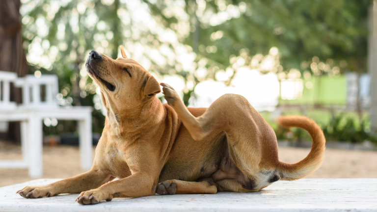 Een bruine hond zit buiten op een tafel en krabt zichzelf met zijn achterpoot, terwijl de achtergrond een zonnige tuin laat zien.