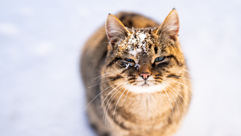 Een bruine gestreepte kat zit op sneeuw met wat sneeuwvlokken op haar kop en kijkt met halfgesloten ogen naar de camera.