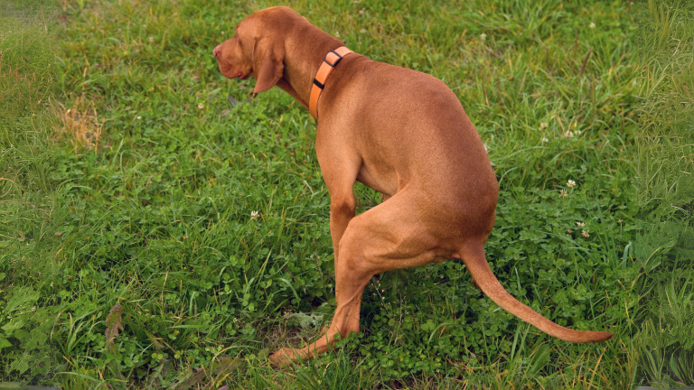 Ontwormen hond PetSecur