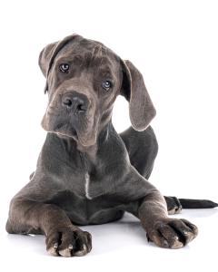 Een Duitse dog met een korte, grijsblauwe vacht en zachte, donkere ogen ligt ontspannen en kijkt recht in de camera. De achtergrond is effen.