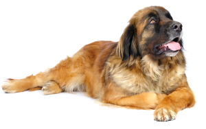 Een Leonberger met een lange, goudbruine vacht en donkere snuit ligt ontspannen en kijkt met open mond iets omhoog. De achtergrond is effen.