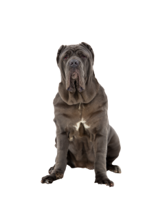 Een Mastino Napoletano met een korte, donkergrijze vacht en een karakteristieke, gerimpelde kop zit rechtop en kijkt recht in de camera. De achtergrond is effen.
