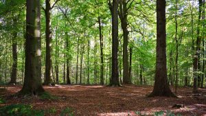 Amsterdamse bos PetSecur
