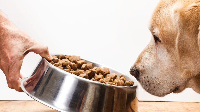 Een hond kijkt aandachtig naar een metalen voerbak gevuld met brokken, terwijl een hand de bak naar hem toe schuift.