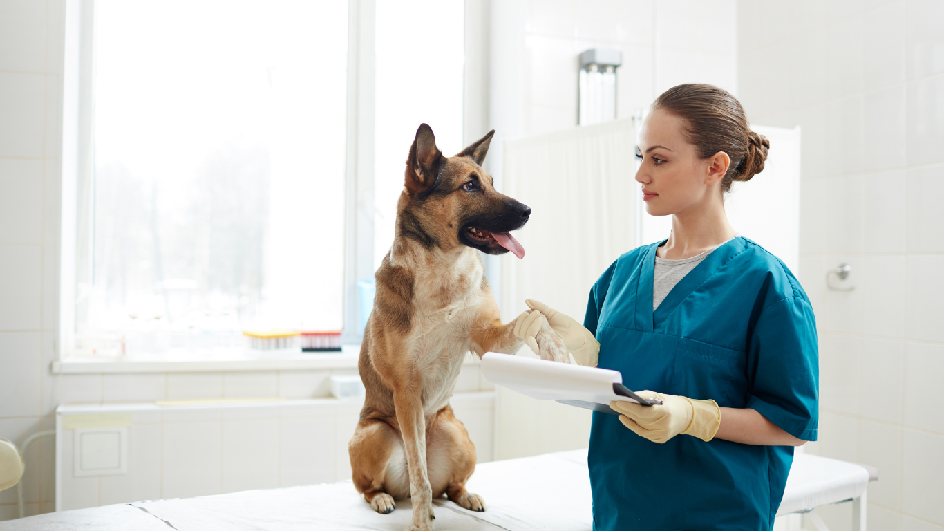 Een dierenarts in blauwe scrubs en handschoenen houdt een klembord vast terwijl hij een Duitse herder onderzoekt die op een onderzoekstafel zit en voorzichtig de poot van de hond vasthoudt in een heldere dierenkliniek.