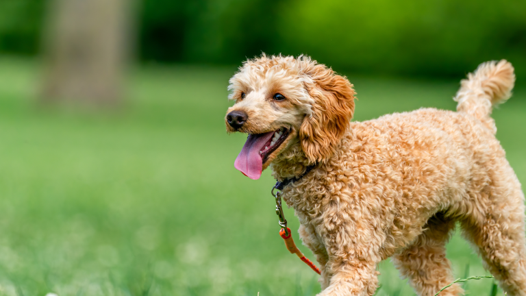 Honden losloopgebieden PetSecur