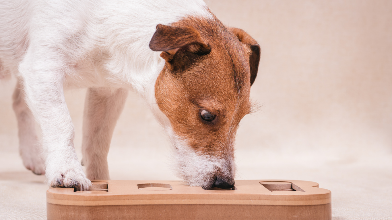 Een kleine bruin-witte hond snuffelt aan een botvormig houten puzzelspeeltje, op zoek naar lekkers dat in de vakjes verstopt zit.
