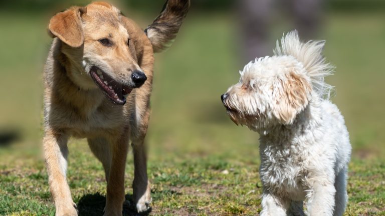 Steeds meer mensen willen huisdieren PetSecur