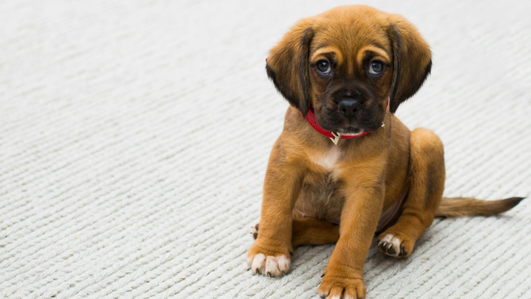 Top 10 meest gestelde vragen puppy PetSecur