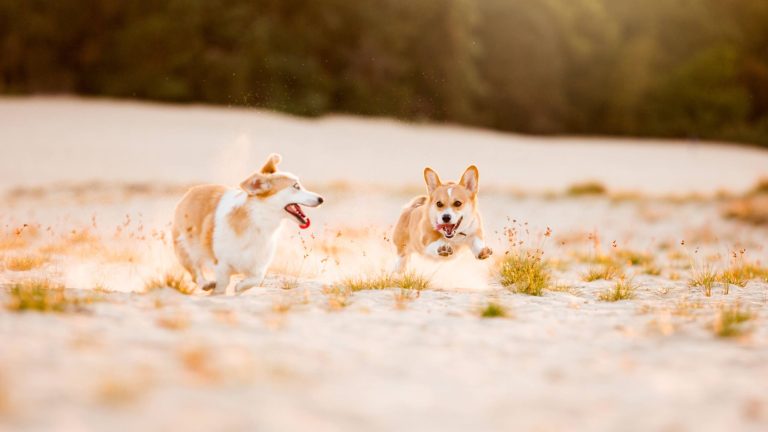 Top 5 huisdierentrends 2025