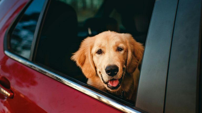 10 tips voor het reizen met de auto en je hond PetSecur