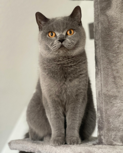 Een Brits Korthaar kat met een dichte, grijze vacht en opvallende oranje ogen zit rechtop op een grijze kattenboom en kijkt recht in de camera. De achtergrond is effen en zacht verlicht.
