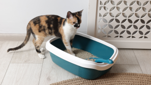 Een driekleurige kat staat met haar voorpoten in een kattenbak en kijkt alert voor zich uit in een lichte kamer.