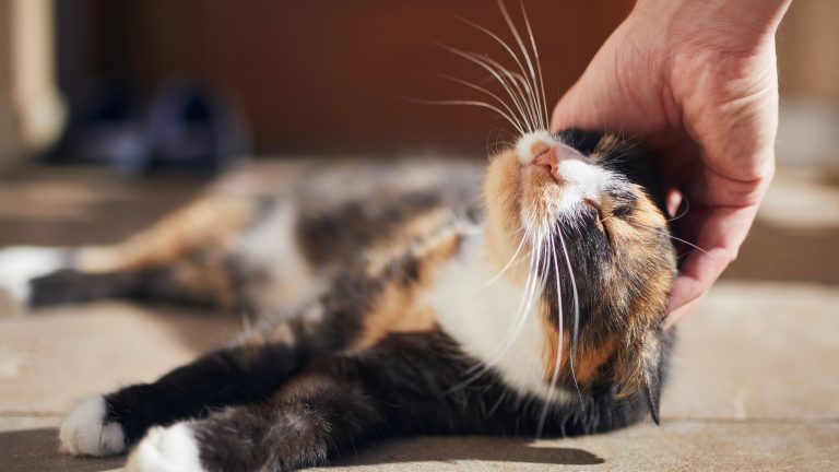 Aanhankelijke kat PetSecur