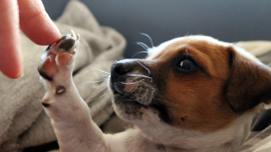 Een jonge pup met een bruine en witte vacht reikt met zijn pootje naar een menselijke vinger, terwijl hij nieuwsgierig omhoog kijkt.