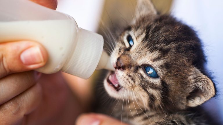 Een jonge grijsbruine kitten met blauwe ogen drinkt melk uit een klein flesje dat door een hand wordt vastgehouden.