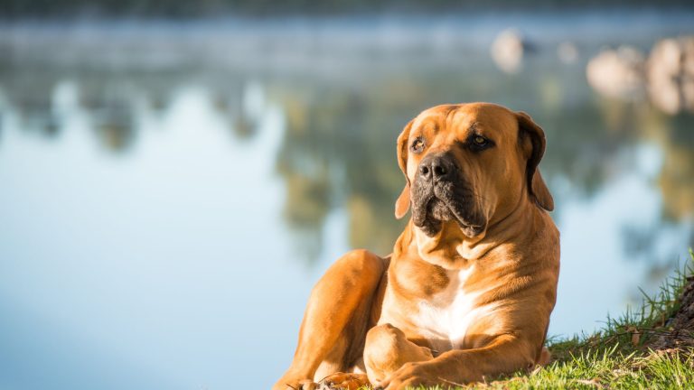Hondennaam voor jouw Reu PetSecur