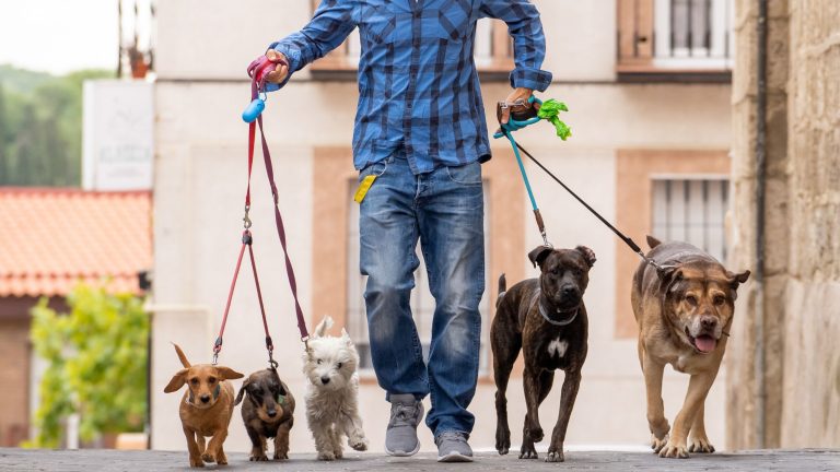 Hondenoppas PetSecur