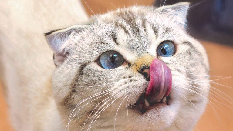 Een kat met opvallend blauwe ogen likt haar neus met de tong uitgestoken, terwijl ze nieuwsgierig omhoog kijkt.
