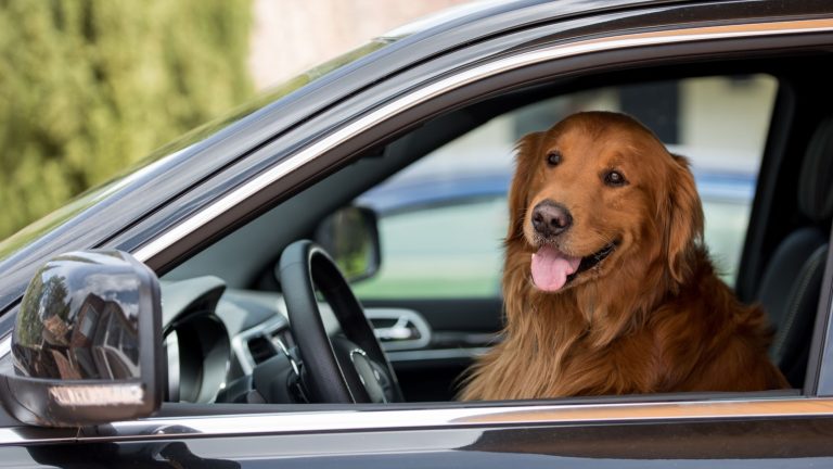 Laat je hond niet achter in een snikhete auto PetSecur