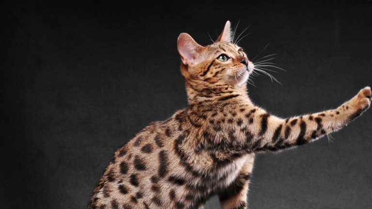 Populairste kattenrassen 2025 PetSecur