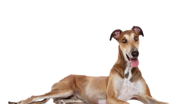 Snelste hondenrassen PetSecur