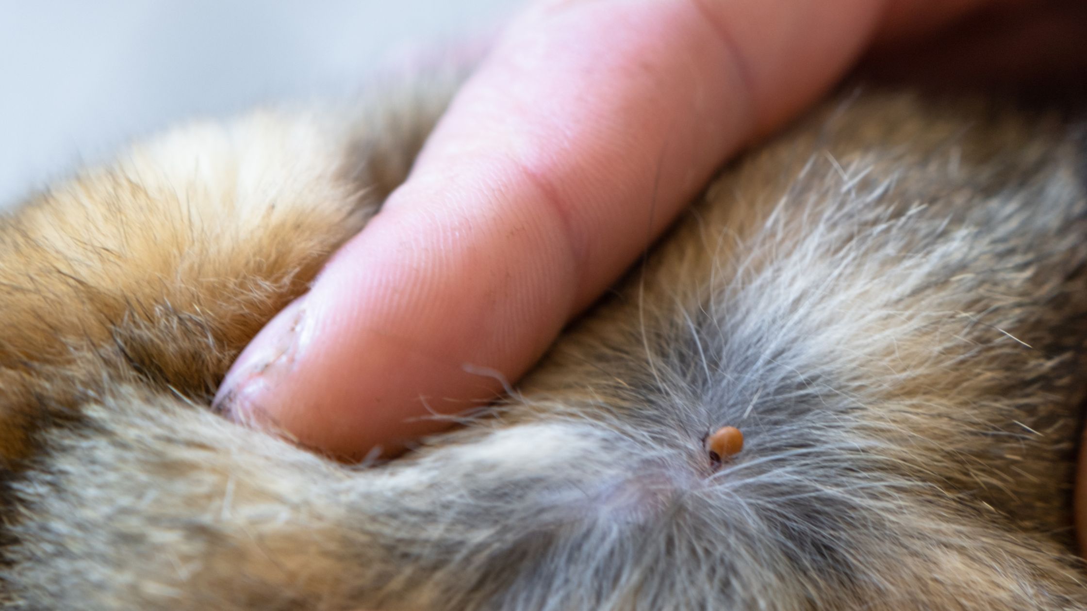 tekenbeten-bij-huisdieren-petsecur
