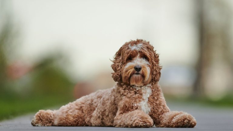 Top 10 hypoallergene honden PetSecur