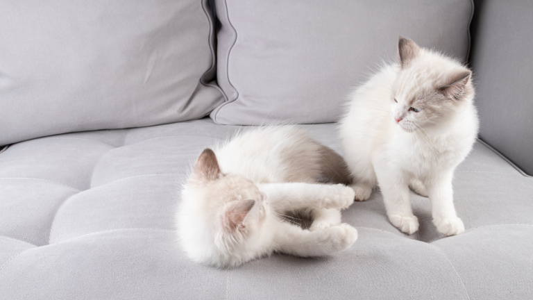 Tweede kat erbij PetSecur