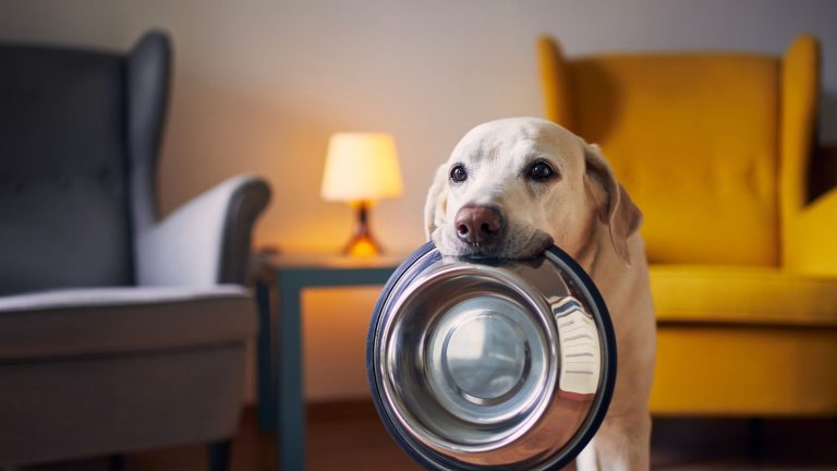 Type voerbak hond PetSecur