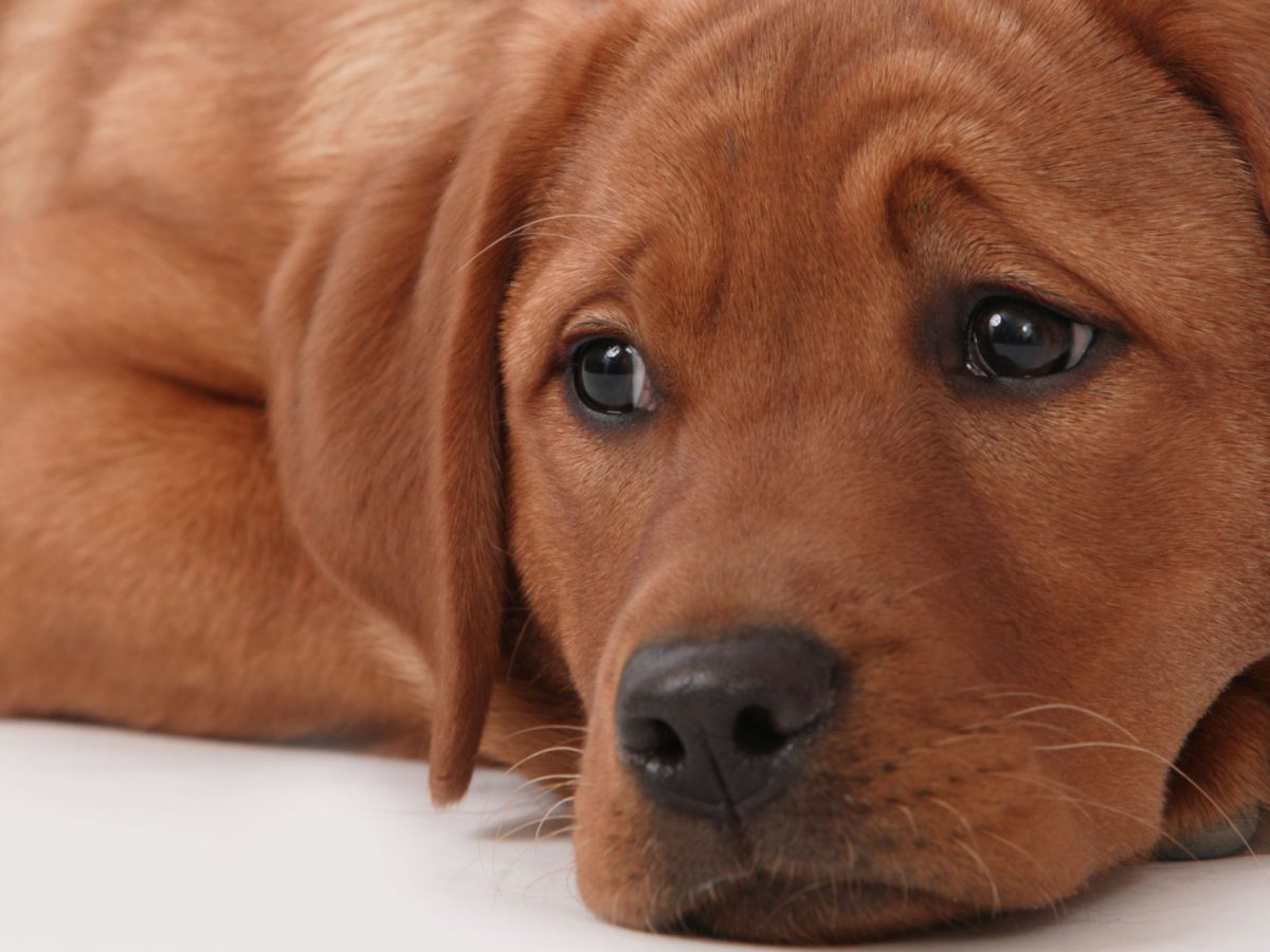 https://petsecur.nl/app/uploads/2025/07/vijf-signalen-dat-je-hond-zich-niet-lekker-voelt-petsecur-1200x900.jpg