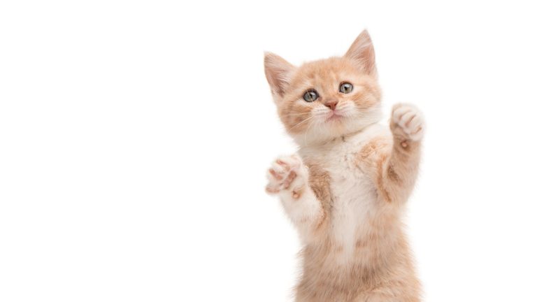 Wanneer worden kittens rustiger PetSecur
