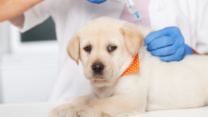 Een jonge gele labradorpup met een oranje halsdoek met witte stippen ligt op een onderzoekstafel, terwijl een dierenarts met blauwe handschoenen een injectie in zijn nek toedient