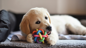 Een golden retriever puppy ligt op een grijze deken en kauwt op een kleurrijke rubberen bal terwijl hij naar de camera kijkt.