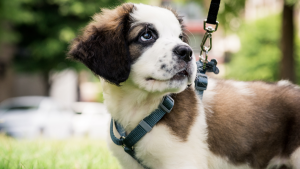 Een Sint Bernard puppy met bruine en witte vacht, draagt een blauw harnas en riem, zit buiten op groen gras en kijkt opzij.