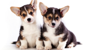 Twee schattige Pembroke Welsh Corgi puppies met driekleurige vacht zitten naast elkaar tegen een witte achtergrond, kijken naar de camera met nieuwsgierige uitdrukkingen en grote, rechtopstaande oren.