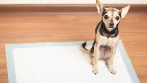 Een kleine zwartgetinte hond zit op een plasmatje op een houten vloer en kijkt op met alerte oren en wijde ogen.