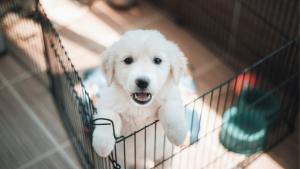 Een pluizige witte puppy met donkere ogen kijkt op vanuit een box, staat op zijn achterpoten met zijn voorpoten op het hek en lijkt blij en speels. Op de achtergrond zijn voer- en waterbakken te zien.